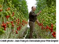 Culture de tomates